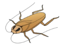 チャバネゴキブリ