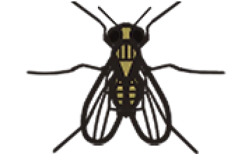 キノコバエ