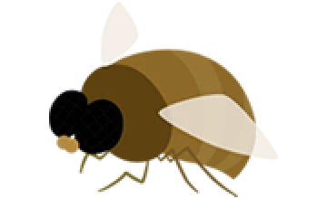 ノミバエ
