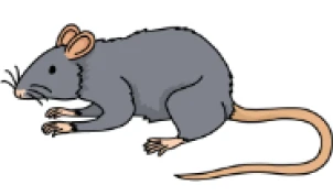 クマネズミ