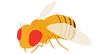 ショウジョウバエ